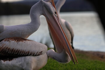 fighting pelican
