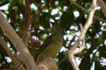 satin bowerbird