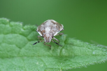 Closeup on a nymph larvae of the woundwort, Woundwort Shieldbug , Stagonomus or Eysarcoris...