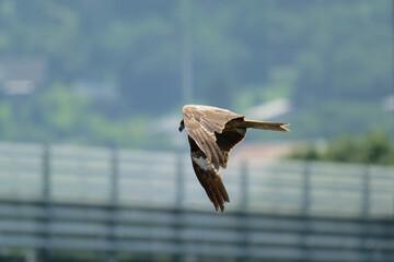 Bird of Prey Gliding in the Sky