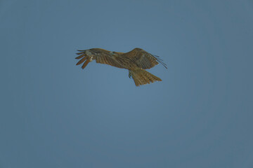 Bird of Prey Gliding in the Sky