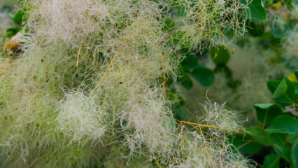 Fluffy light seed heads of a bush or grass captured in natural light, creating a soft texture.