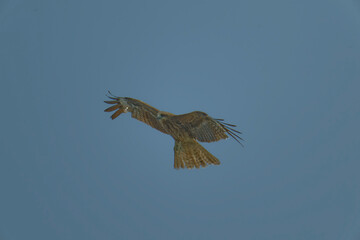 Black kite is flying