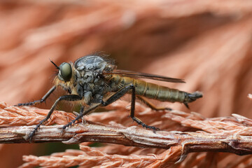 Closeup on a Golden-tabbed, hairy Robberfly, Eutolmus rufibarbis on a dried branch
