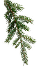 Fir branches isolated on white or transparent background