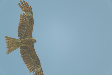 Black kite is flying