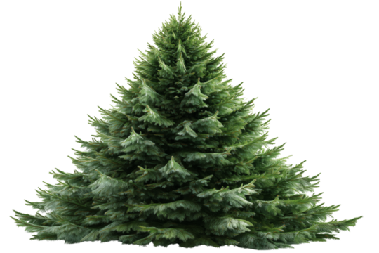 Christmas tree isolated on white or transparent background