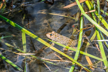 A large green frog sits in the marsh.