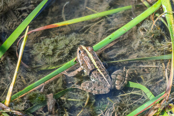 A large green frog sits in the marsh.