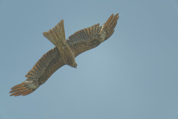 Bird of Prey Gliding in the Sky