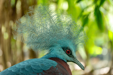 Victoria crowned pigeon