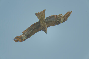 Bird of Prey Gliding in the Sky