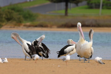 australian pelican