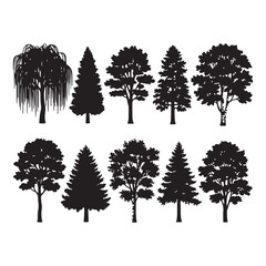 Fototapeta premium Diverse deciduous and coniferous trees in silhouette nature