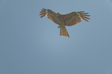Black kite is flying