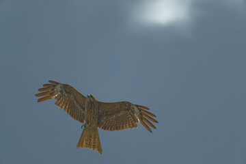 Bird of Prey Gliding in the Sky