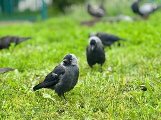 A black pebble walks on the lawn on a summer day. High quality photo