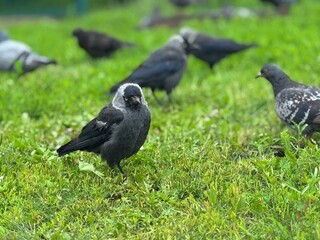 A black pebble walks on the lawn on a summer day. High quality photo