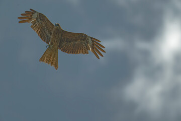 Bird of Prey Gliding in the Sky