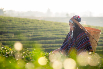 Asia worker farmer women were picking tea leaves for traditions in the sunrise morning at tea plantation nature. Lifestyle Concept