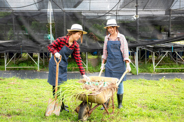 Young farmers women team working together and growing organic vegetables for cooking fresh salad.  Asian two women do gardening for preparing vegetables organic farm in greenhouse