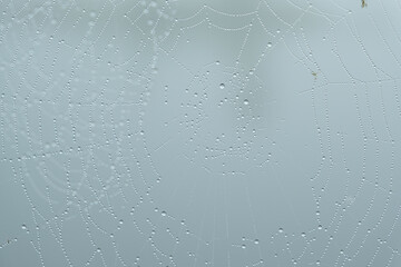Wet spider web with lots of water drops and blurred background