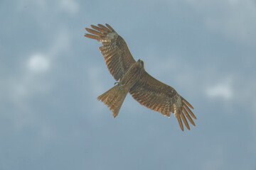 Black kite is flying
