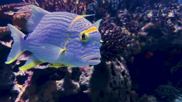 Close view of a Sailfin snapper or blue lined sea bream fish swimming near a coral reef. Symphorichthys spilurus living in Indo-Pacific area