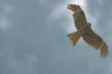 Bird of Prey Gliding in the Sky