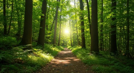 Fototapeta premium Sunlit forest path through lush greenery