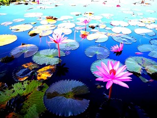 Pink Lotus Bloom on Tranquil Water Surface