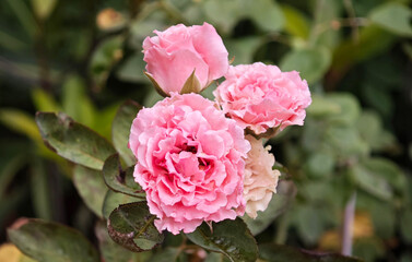 Pink rose in the garden