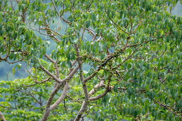 green leaves on a branch