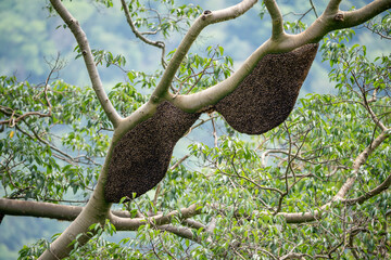 bee