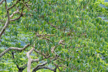 green tree branches