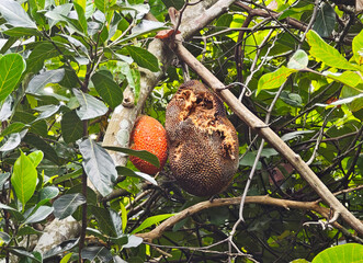 Squirrels eat jackfruit in the natural forest.
