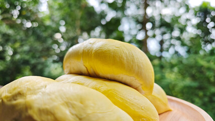 Fresh durian fruit in the garden