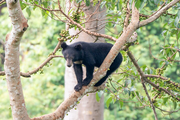 bear