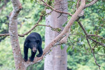 bear