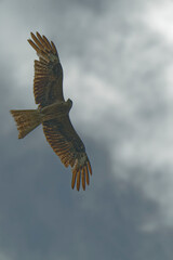Bird of Prey Gliding in the Sky