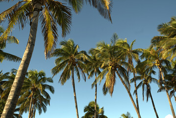 Palm Trees Against Clear Blue Sky in Tropical Setting