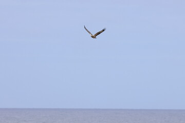 white-bellied eagle