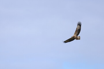 white-bellied eagle