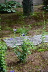 【京都】東福寺天徳院に咲く桔梗の花