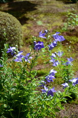 【京都】東福寺天徳院に咲く桔梗の花