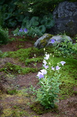【京都】東福寺天徳院に咲く桔梗の花