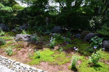 【京都】東福寺天徳院に咲く桔梗の花