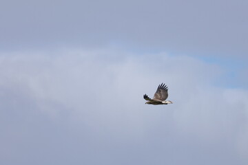 white-bellied eagle