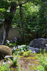 【京都】東福寺天徳院に咲く桔梗の花