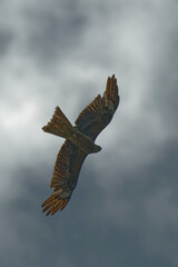 Bird of Prey Gliding in the Sky
